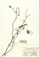 藏品(五爪龍(角花烏蘞莓))的圖片